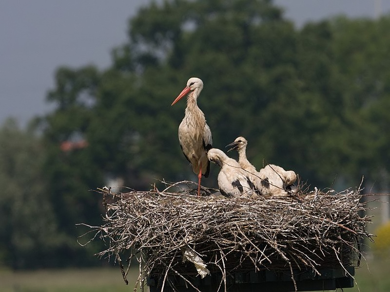 Ciconia ciconia Ooievaar White Stork